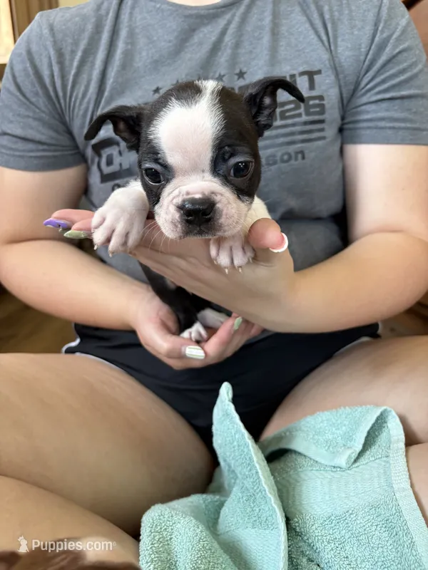 Andy 🩸AKC Champ Bloodline  – Boston Terrier puppy for sale in Humboldt, TN