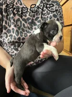 Popeye 🩸AKC Champ Bloodline, a male Boston Terrier for sale in Humboldt, TN – 3 of 5