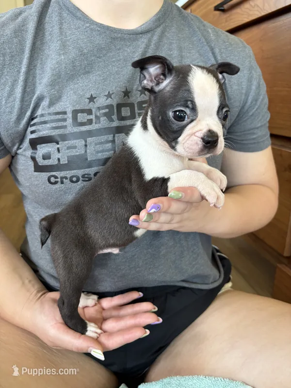 Barney 🩸AKC Champ Bloodline – Boston Terrier puppy for sale in Humboldt, TN
