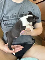 Barney 🩸AKC Champ Bloodline, a male Boston Terrier for sale in Humboldt, TN – 5 of 5