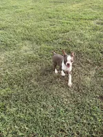 Midget AKC 🩸, a male Boston Terrier for sale in Humboldt, TN – 5 of 8