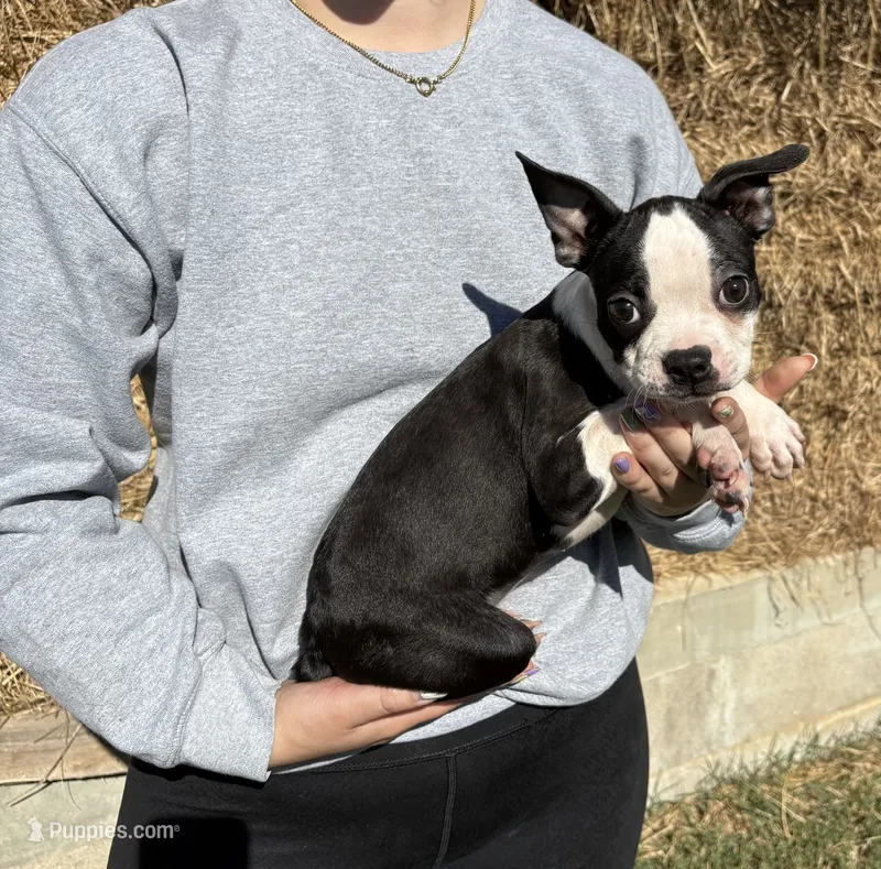 Cori AKC 🩸Champion Bloodline – Boston Terrier puppy for sale in Humboldt, TN