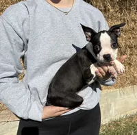Cori AKC 🩸Champion Bloodline, a female Boston Terrier for sale in Humboldt, TN – 1 of 3