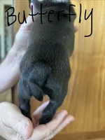 Butterfly 🩸AKC Champ Bloodline, a female Boston Terrier for sale in Humboldt, TN – 2 of 6