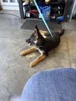 Delta, a female German Shepherd Dog for sale in Carnesville, GA – 2 of 3