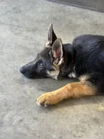 Delta, a female German Shepherd Dog for sale in Carnesville, GA – 1 of 3