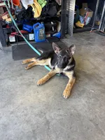 Delta, a female German Shepherd Dog for sale in Carnesville, GA – 3 of 3