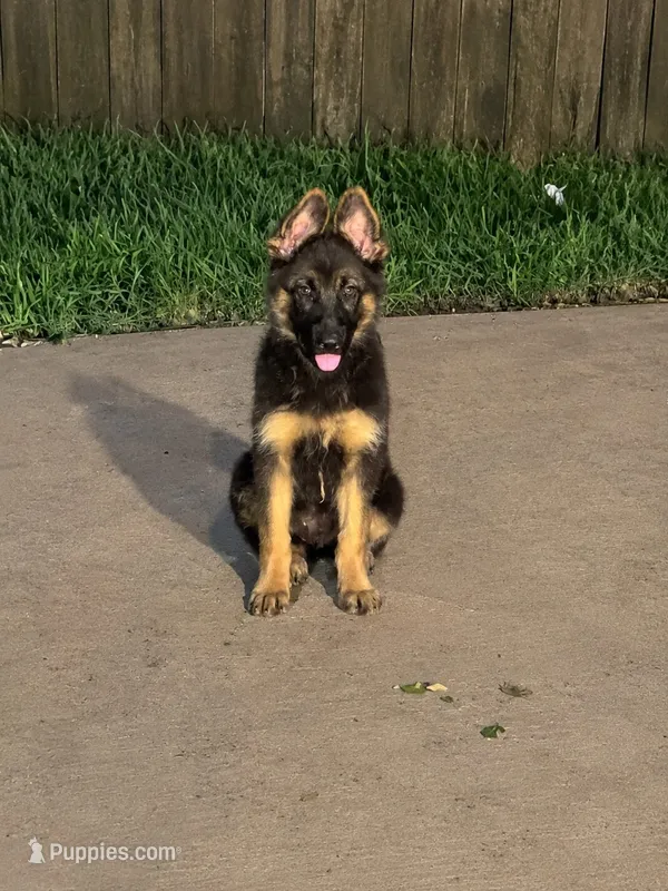 None – German Shepherd Dog puppy for sale in Moody, TX