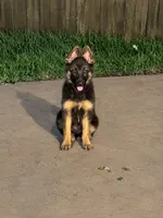 None, a female German Shepherd Dog for sale in Moody, TX – 1 of 1