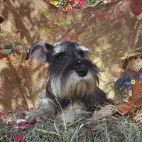 Daisy, a female Miniature Schnauzer for sale in Conklin, NY – Photo 7 of 10