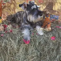 Daisy, a female Miniature Schnauzer for sale in Conklin, NY – Photo 9 of 10