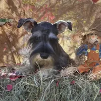 Daisy, a female Miniature Schnauzer for sale in Conklin, NY – Photo 4 of 10