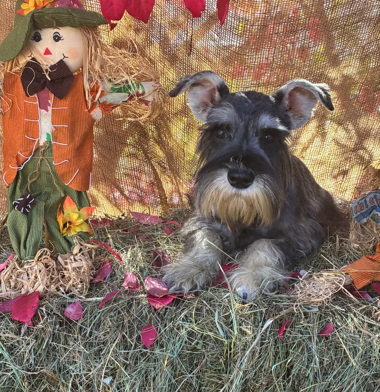 Daisy – Miniature Schnauzer puppy for sale in Conklin, NY