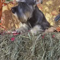 Daisy, a female Miniature Schnauzer for sale in Conklin, NY – Photo 6 of 10