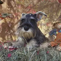 Daisy, a female Miniature Schnauzer for sale in Conklin, NY – Photo 5 of 10