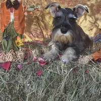 Daisy, a female Miniature Schnauzer for sale in Conklin, NY – Photo 8 of 10