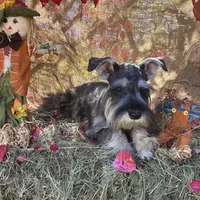 Daisy, a female Miniature Schnauzer for sale in Conklin, NY – Photo 3 of 10