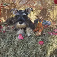 Daisy, a female Miniature Schnauzer for sale in Conklin, NY – Photo 2 of 10