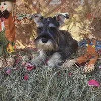 Daisy, a female Miniature Schnauzer for sale in Conklin, NY – Photo 10 of 10