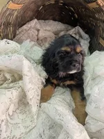 processed/f19af316-ea70-4a04-82ab-e2046be24b66/listing/4a2386ce-bda6-4565-be79-7cf54f8d1a89/10cb9f29-6efa-495b-860e-7254bb071d0d