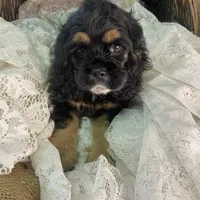 Betty, a female Cocker Spaniel for sale in Conklin, NY – Photo 1 of 10