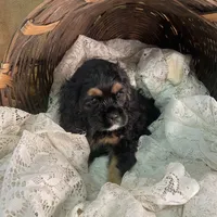 Betty, a female Cocker Spaniel for sale in Conklin, NY – Photo 8 of 10