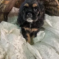 Betty, a female Cocker Spaniel for sale in Conklin, NY – Photo 5 of 10