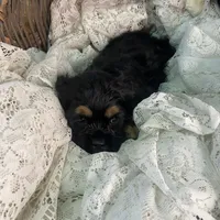 Betty, a female Cocker Spaniel for sale in Conklin, NY – Photo 6 of 10