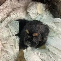 Betty, a female Cocker Spaniel for sale in Conklin, NY – Photo 10 of 10