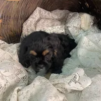 Betty, a female Cocker Spaniel for sale in Conklin, NY – Photo 3 of 10