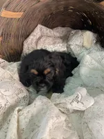 processed/f19af316-ea70-4a04-82ab-e2046be24b66/listing/6501b09b-2712-497a-9f06-ef68e791dc8a/cae6ff94-1def-4c1f-b8a9-08489fe3693f