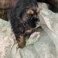 Betty, a female Cocker Spaniel for sale in Conklin, NY – Photo 9 of 10