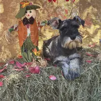 Lily, a female Miniature Schnauzer for sale in Conklin, NY – Photo 9 of 10