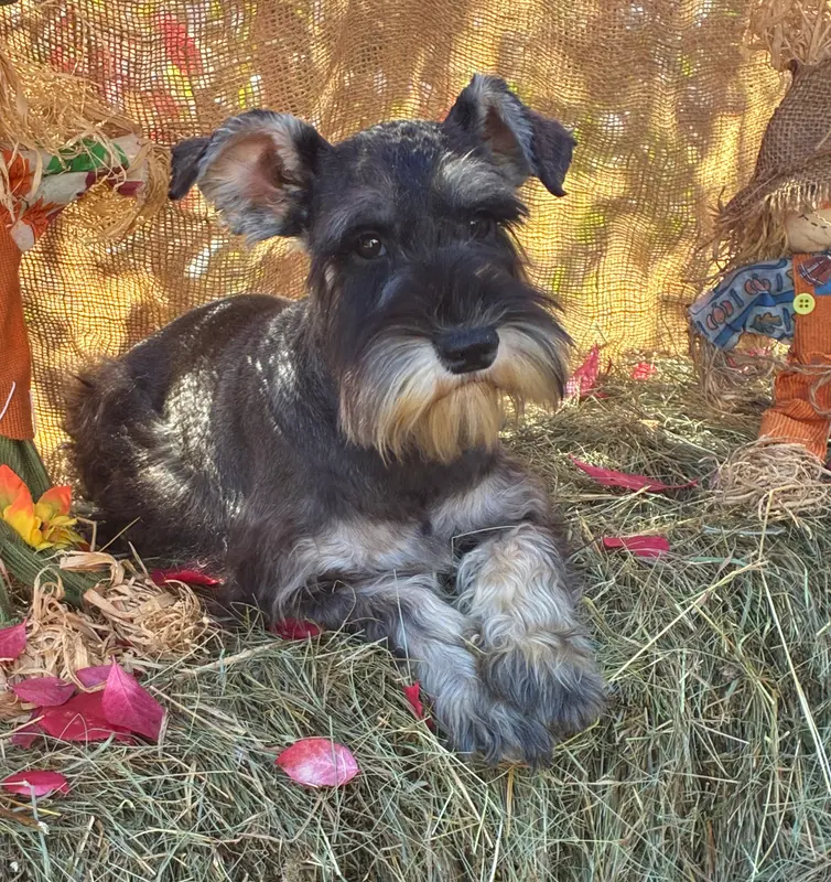 Lily – Miniature Schnauzer puppy for sale in Conklin, NY