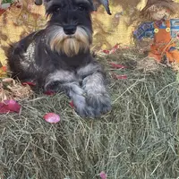 Lily, a female Miniature Schnauzer for sale in Conklin, NY – Photo 4 of 10