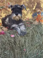 Lily, a female Miniature Schnauzer for sale in Conklin, NY – Photo 4 of 10