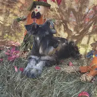 Lily, a female Miniature Schnauzer for sale in Conklin, NY – Photo 6 of 10