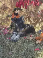 Lily, a female Miniature Schnauzer for sale in Conklin, NY – Photo 6 of 10