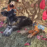 Lily, a female Miniature Schnauzer for sale in Conklin, NY – Photo 10 of 10