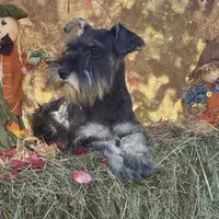 Lily, a female Miniature Schnauzer for sale in Conklin, NY – Photo 2 of 10