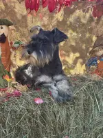 Lily, a female Miniature Schnauzer for sale in Conklin, NY – Photo 2 of 10