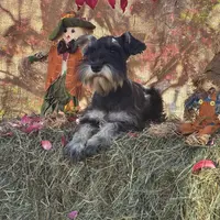 Lily, a female Miniature Schnauzer for sale in Conklin, NY – Photo 7 of 10