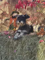 Lily, a female Miniature Schnauzer for sale in Conklin, NY – Photo 7 of 10