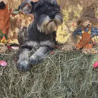 Lily, a female Miniature Schnauzer for sale in Conklin, NY – Photo 5 of 10