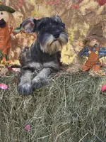 Lily, a female Miniature Schnauzer for sale in Conklin, NY – Photo 5 of 10