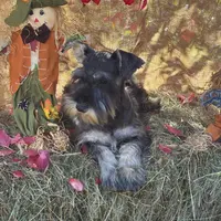 Lily, a female Miniature Schnauzer for sale in Conklin, NY – Photo 3 of 10