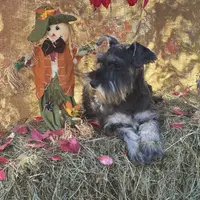 Lily, a female Miniature Schnauzer for sale in Conklin, NY – Photo 8 of 10