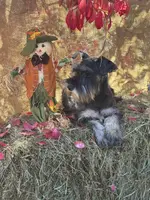 Lily, a female Miniature Schnauzer for sale in Conklin, NY – Photo 8 of 10