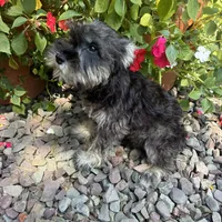 Beauty, a female Miniature Schnauzer for sale in Conklin, NY – Photo 6 of 10