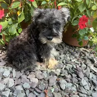 Beauty, a female Miniature Schnauzer for sale in Conklin, NY – Photo 3 of 10